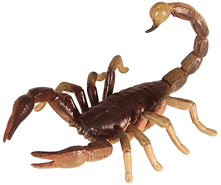 scorpion