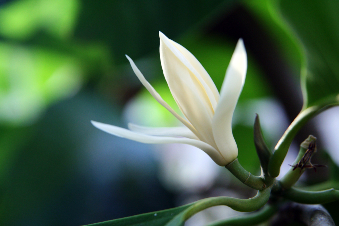 MAGNOLIA ALBA