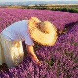 Cultura de lavanda, o afacere ca-n Provence cu profit anual de 10.000 de euro