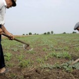 Agricultura, victima unor legi „cosmetizate” si prost aplicate. Liberalizarea terenurilor, comasarea si cadastrarea lor